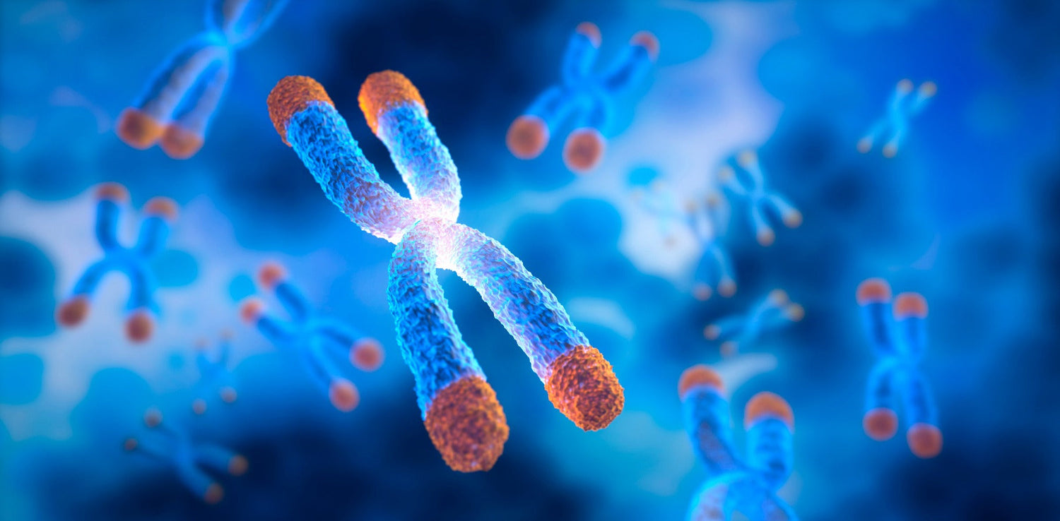 chromosomes with telomeres floating